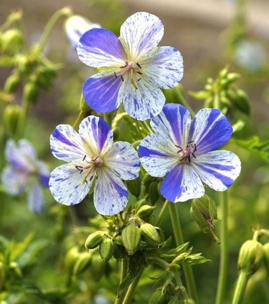 Violet & White Geraniums Flower seeds for Planting - Bright Blooms, Heirloom & GMO Free Seeds for Home Garden