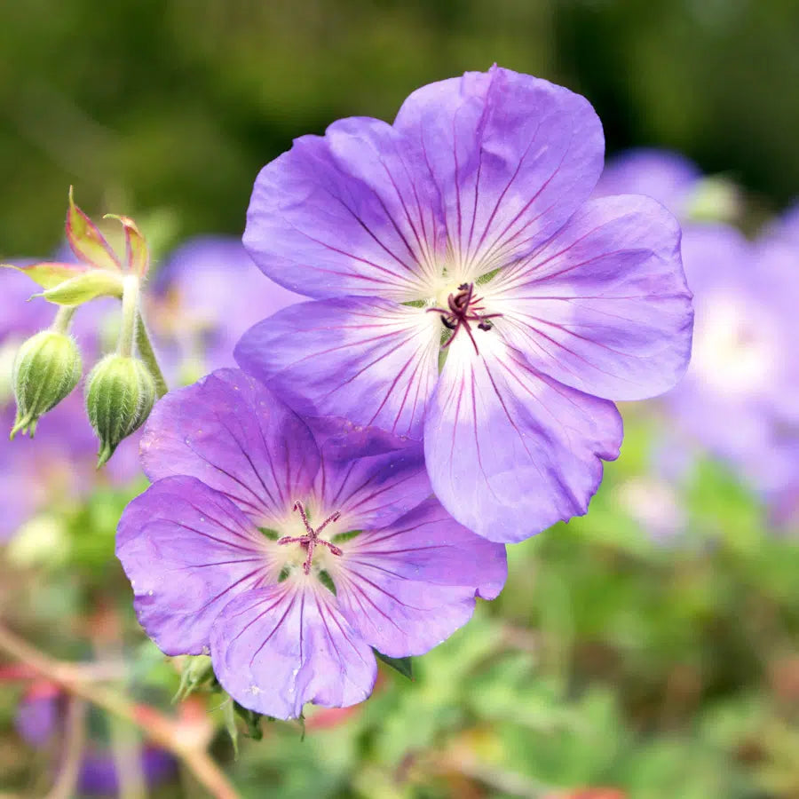 Light Violet Geranium Flower Seeds for Planting Perfect for Borders Heirloom & GMO Free Seeds for Home Garden
Sale