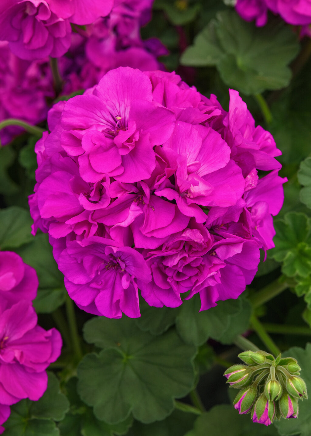 Purple Geranium Pelargonium Flower Seeds for Planting Vibrant Colors Heirloom & GMO Free Seeds for Home Garden
Sale