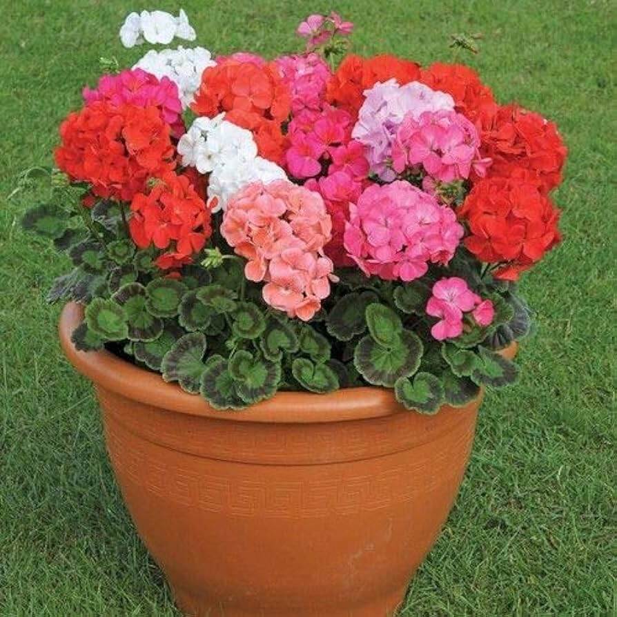 Mixed Geraniums Flower seeds blooming in flower beds, containers, borders, and pollinator-friendly gardens