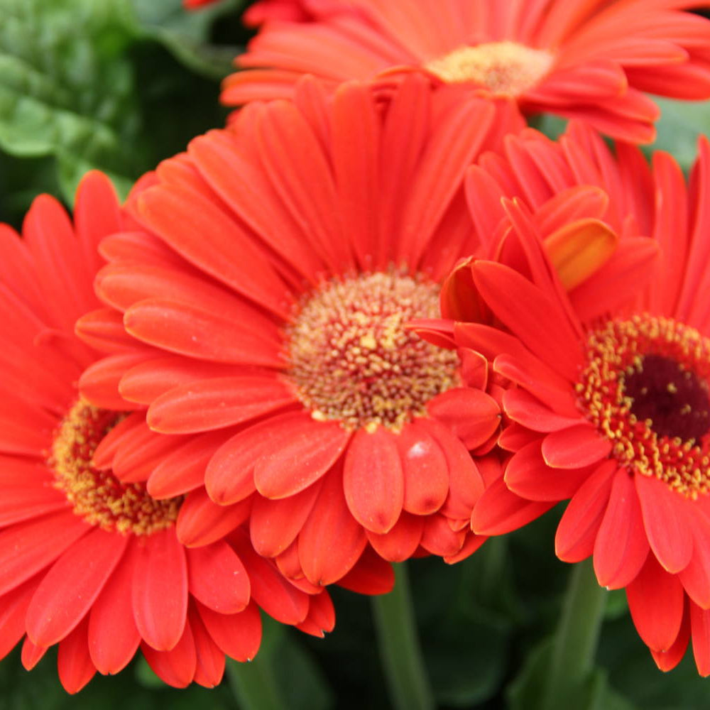 Buy Gerbera Daisy Seeds Online – Gerbera jamesonii Colorful Flower Variety
