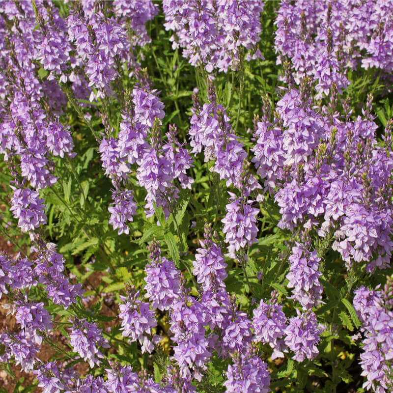 Germander pink flowers attracting pollinators grown from seeds
