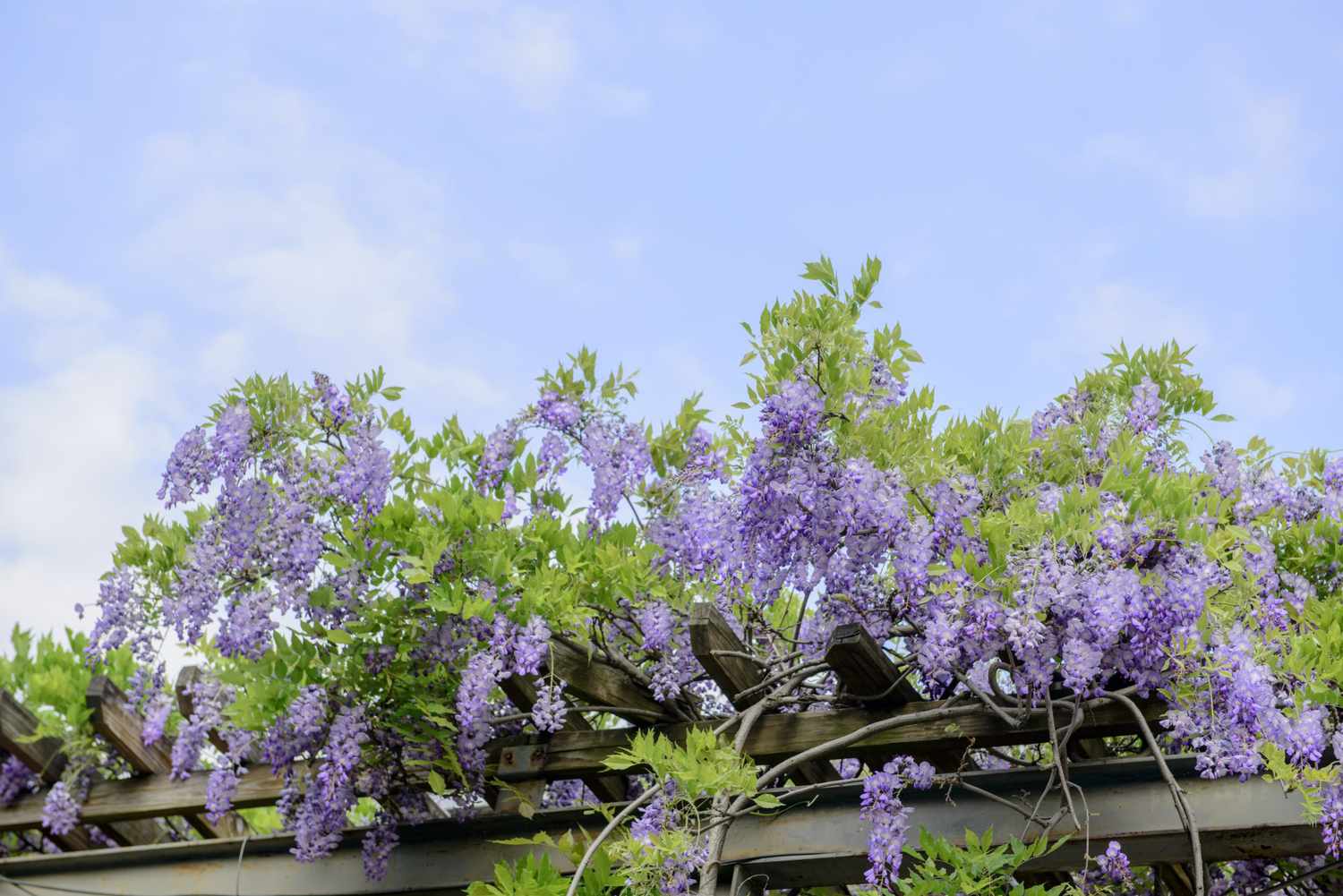 Wisteria Tree Seeds Mixed for Planting Seed for Gorgeous Blooms and Lush Growth in Your Garden Heirloom Non-GMO Seeds