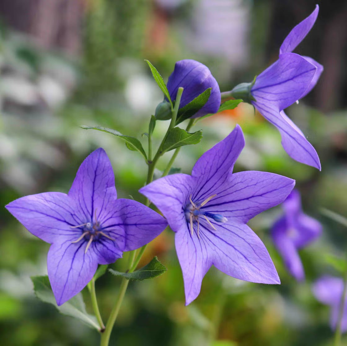 Purple Landscape Autumn Flower seeds for Planting - Drought Tolerant, Heirloom & GMO Free Seeds for Home Garden