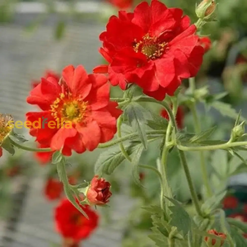 Geum Flower Planting Seeds Vibrant Perennial Blooms For Your Garden