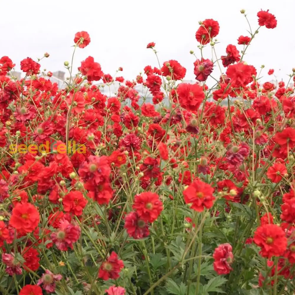 Geum Flower Planting Seeds Vibrant Perennial Blooms For Your Garden
