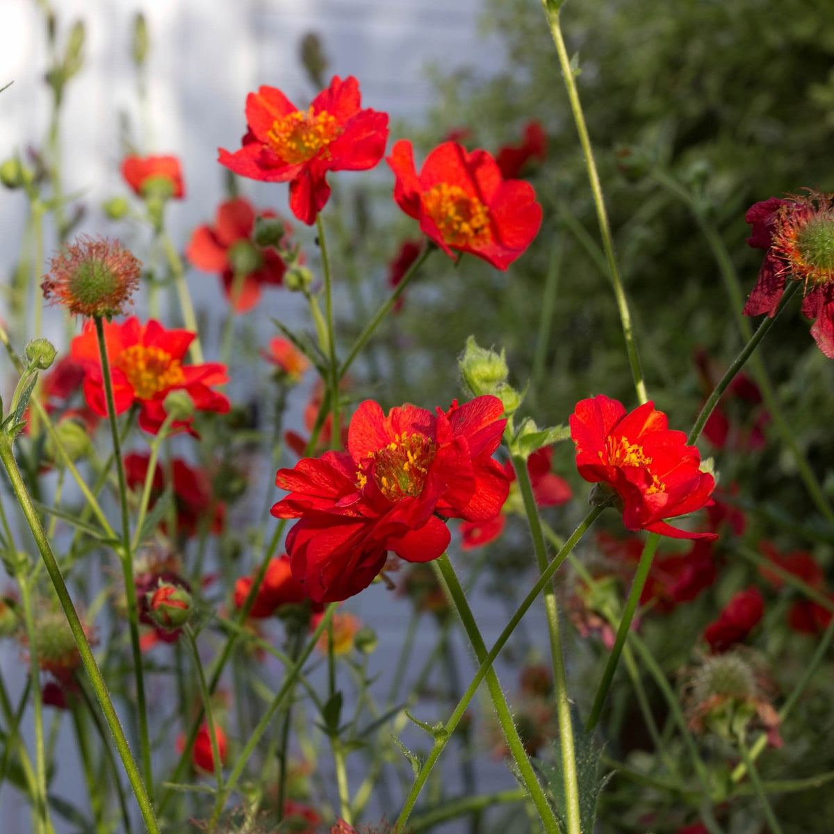 Geum Rossii Flower seeds blooming in flower beds, containers, borders, and pollinator-friendly gardens