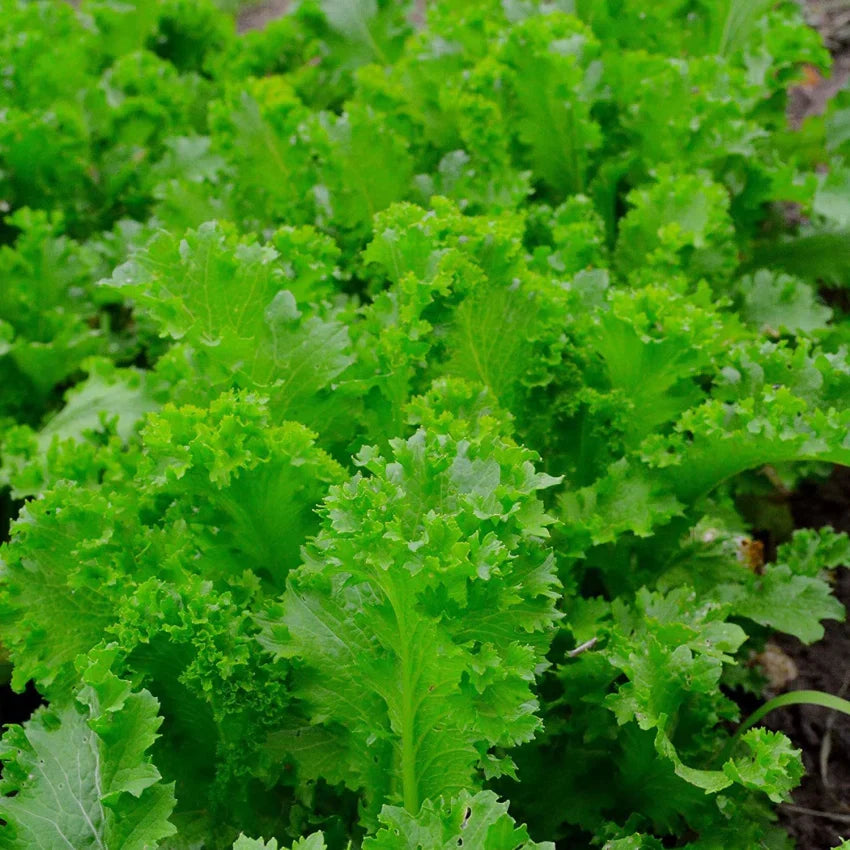 Non-GMO Giant Mustard seeds for planting in home gardens
