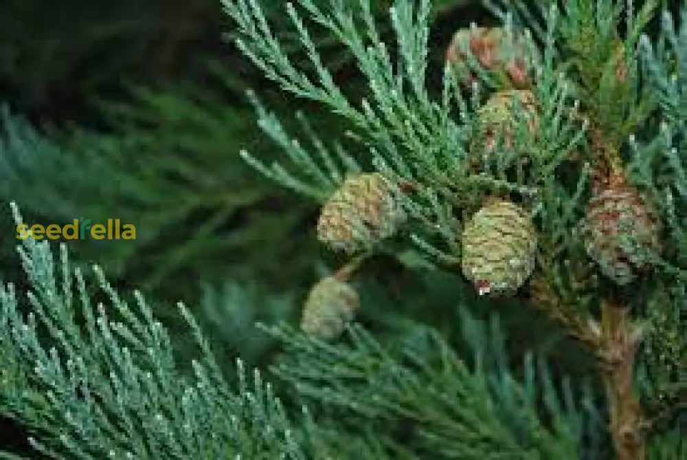 Giant Sequoia Planting Seeds Grow Your Own Majestic Tree Plant Seeds