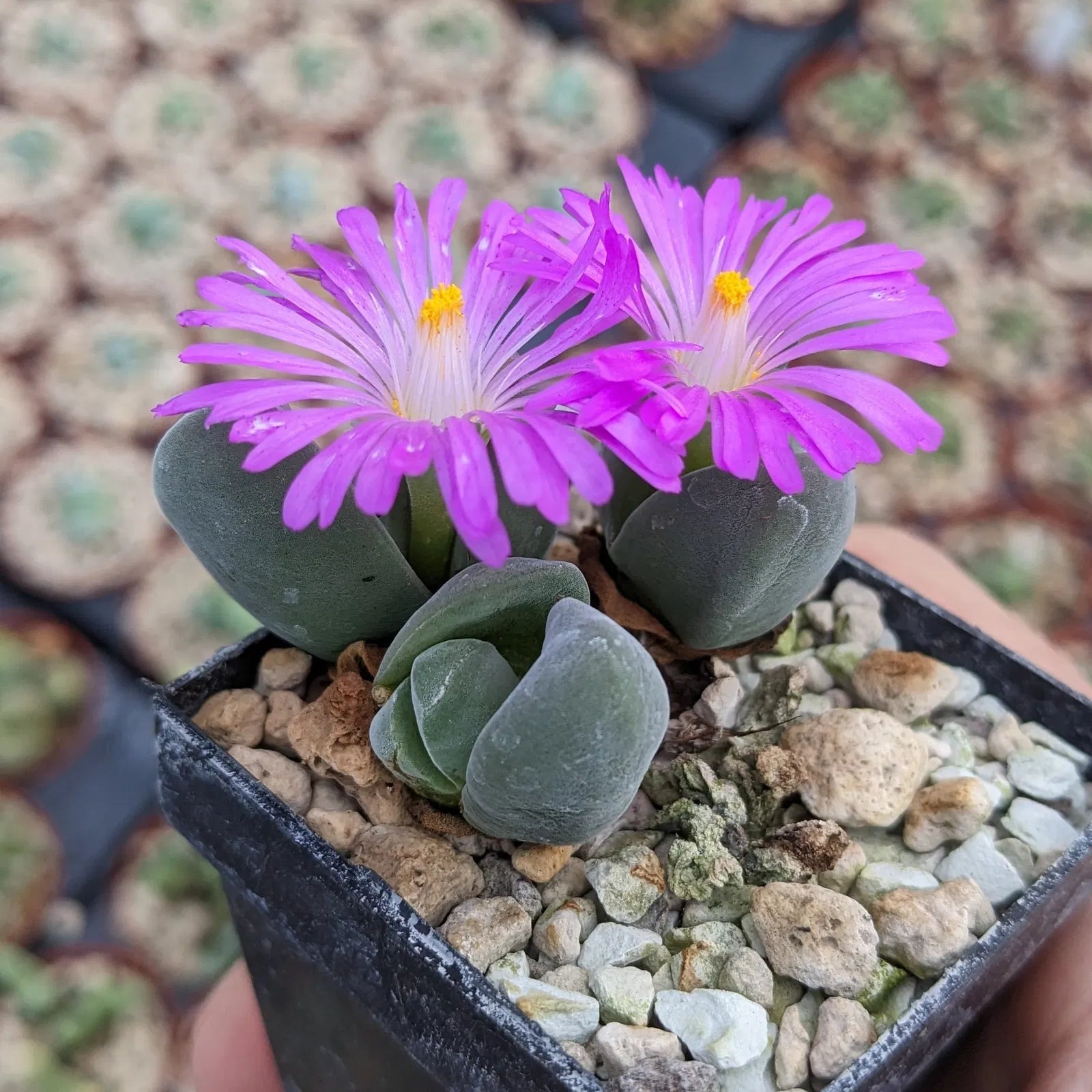 Low-maintenance mixed Gibbaeum seeds for home gardens