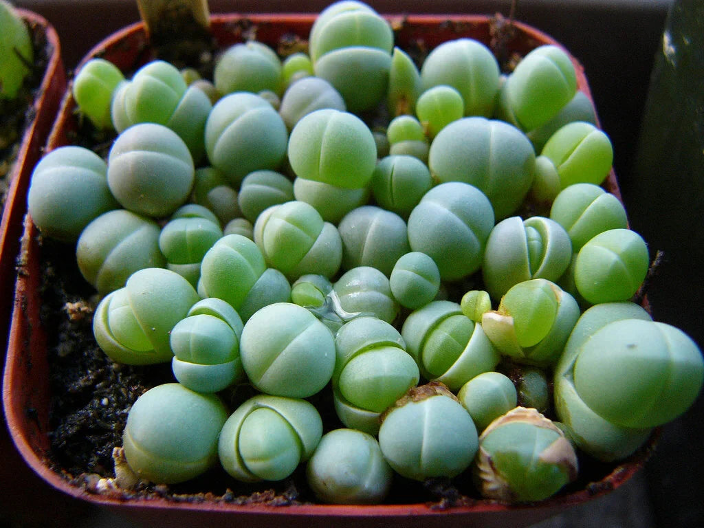 Gibbaeum mixed succulent seeds for indoor planting