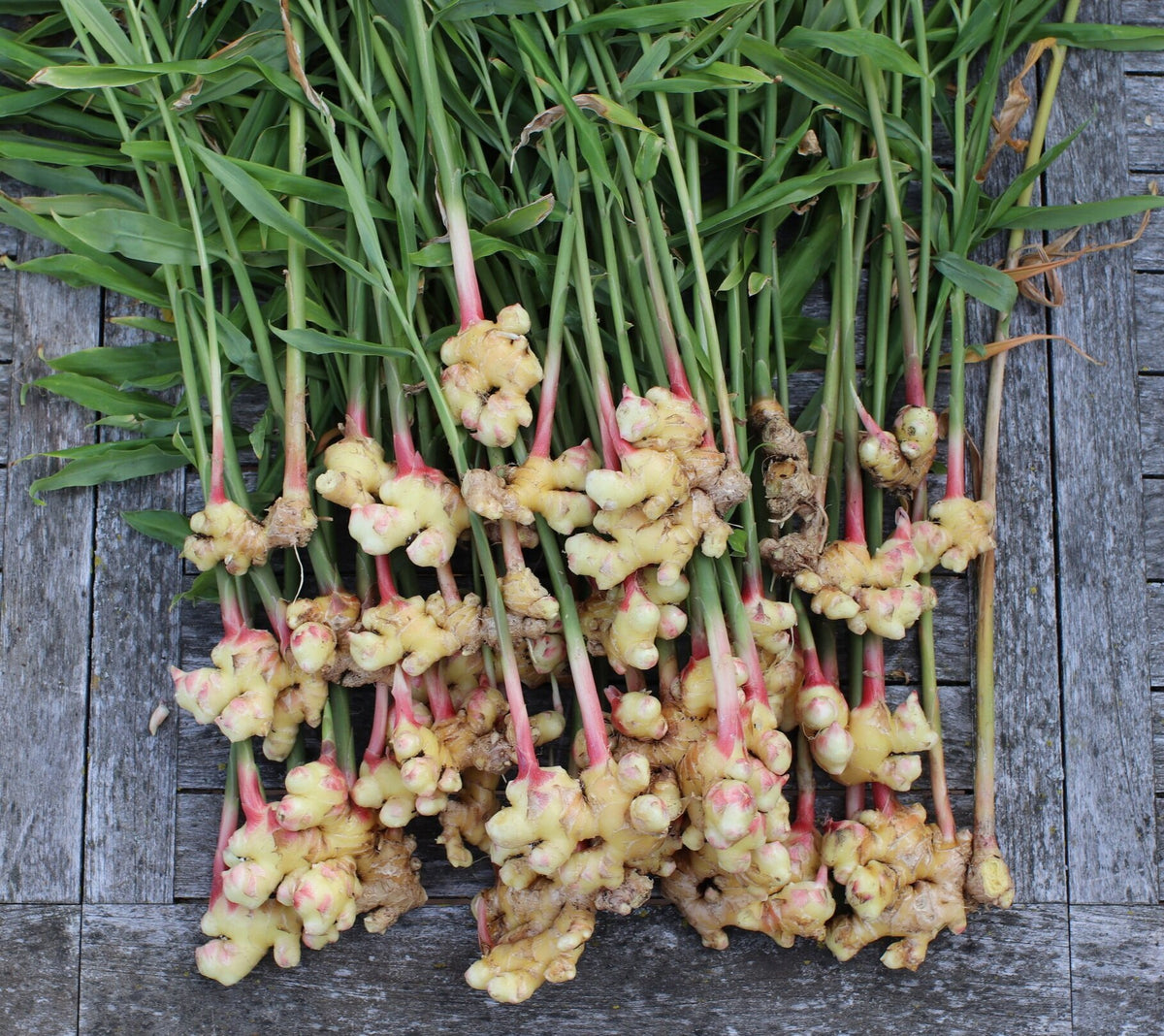 Brown Ginger Planting Seeds for Vegetables, Premium Seeds seed packet for home gardening