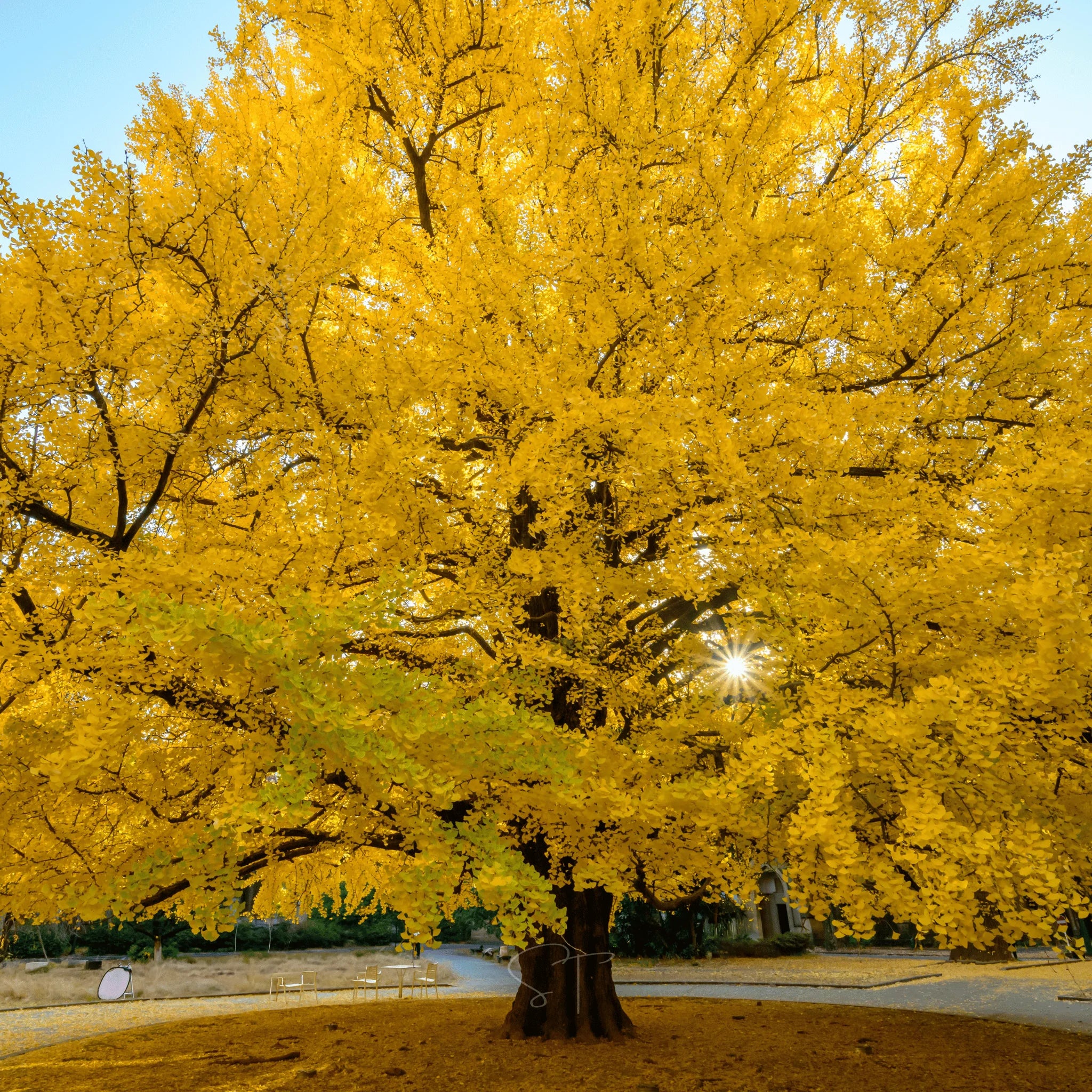 Ginkgo Seeds for Planting Ancient Trees