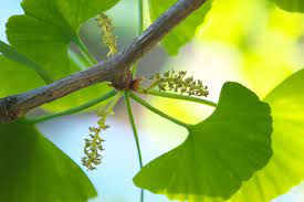 Ginkgo Biloba tree seeds for easy home planting
