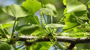 Ginkgo Biloba seed germination and planting guide
