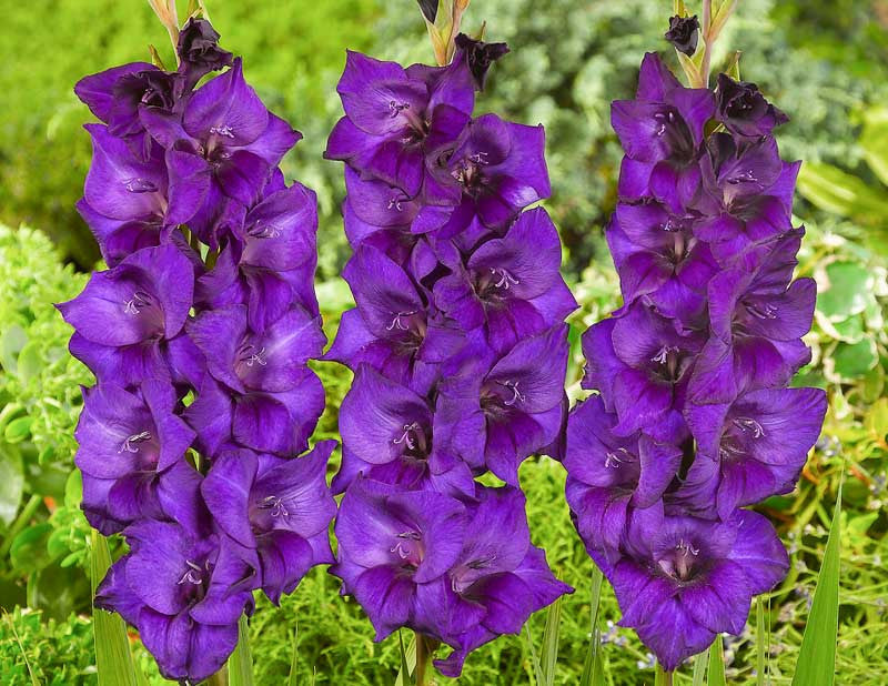 Purple Gladiolus Flower Seeds for Planting Compact Growth Heirloom & GMO Free Seeds for Home Garden
Sale