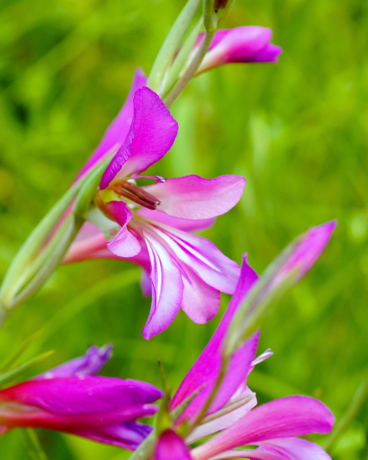 Gladiolus Italicus Flower seeds blooming in flower beds, containers, borders, and pollinator-friendly gardens