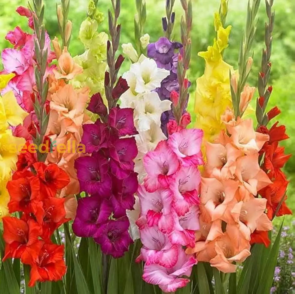 Gladiolus Mic Flower Planting Seeds For Vibrant Garden Blooms