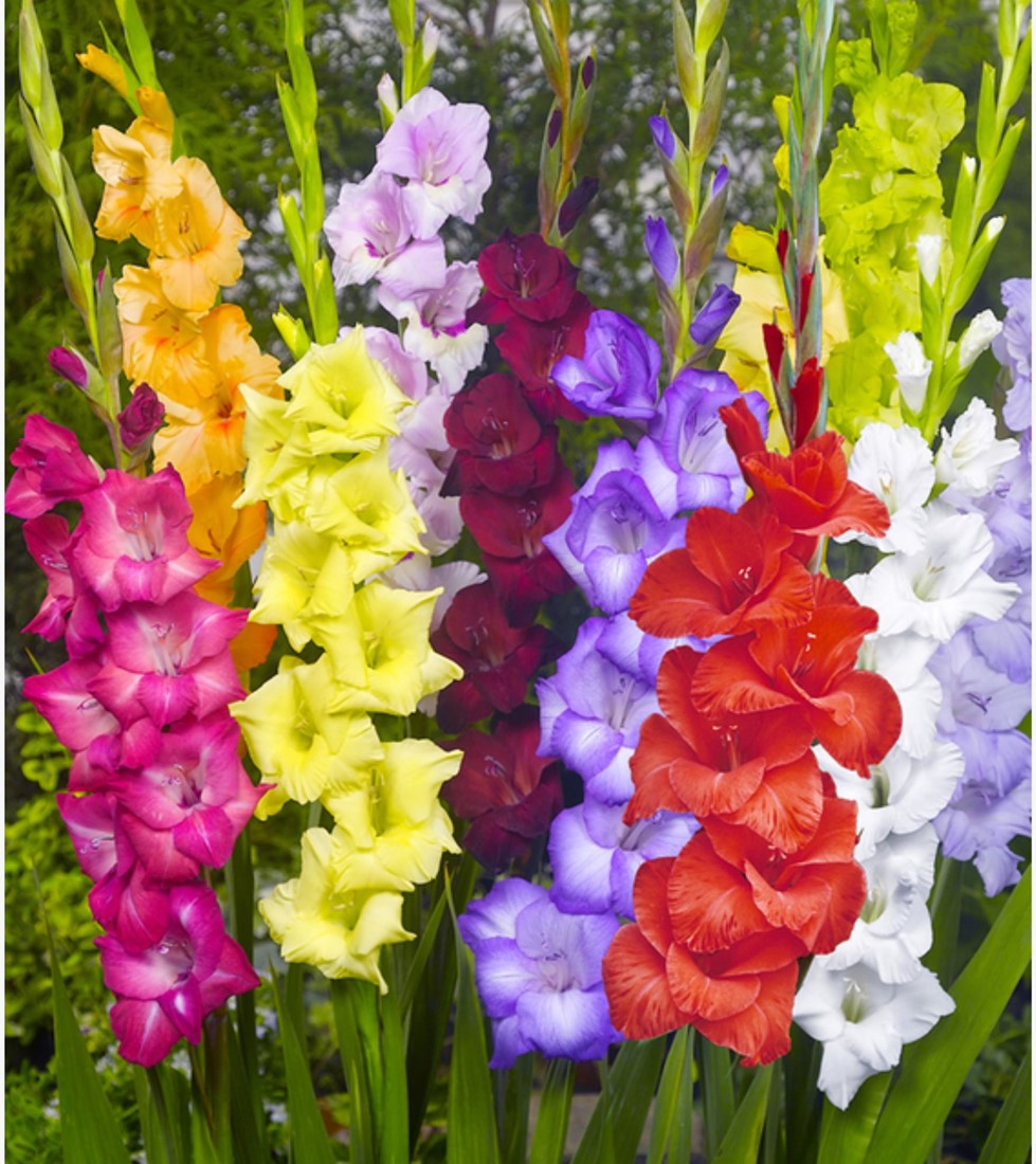 Gladiolus Flower seeds for Planting Vibrant Colors Heirloom & GMO Free Seeds for Home Garden