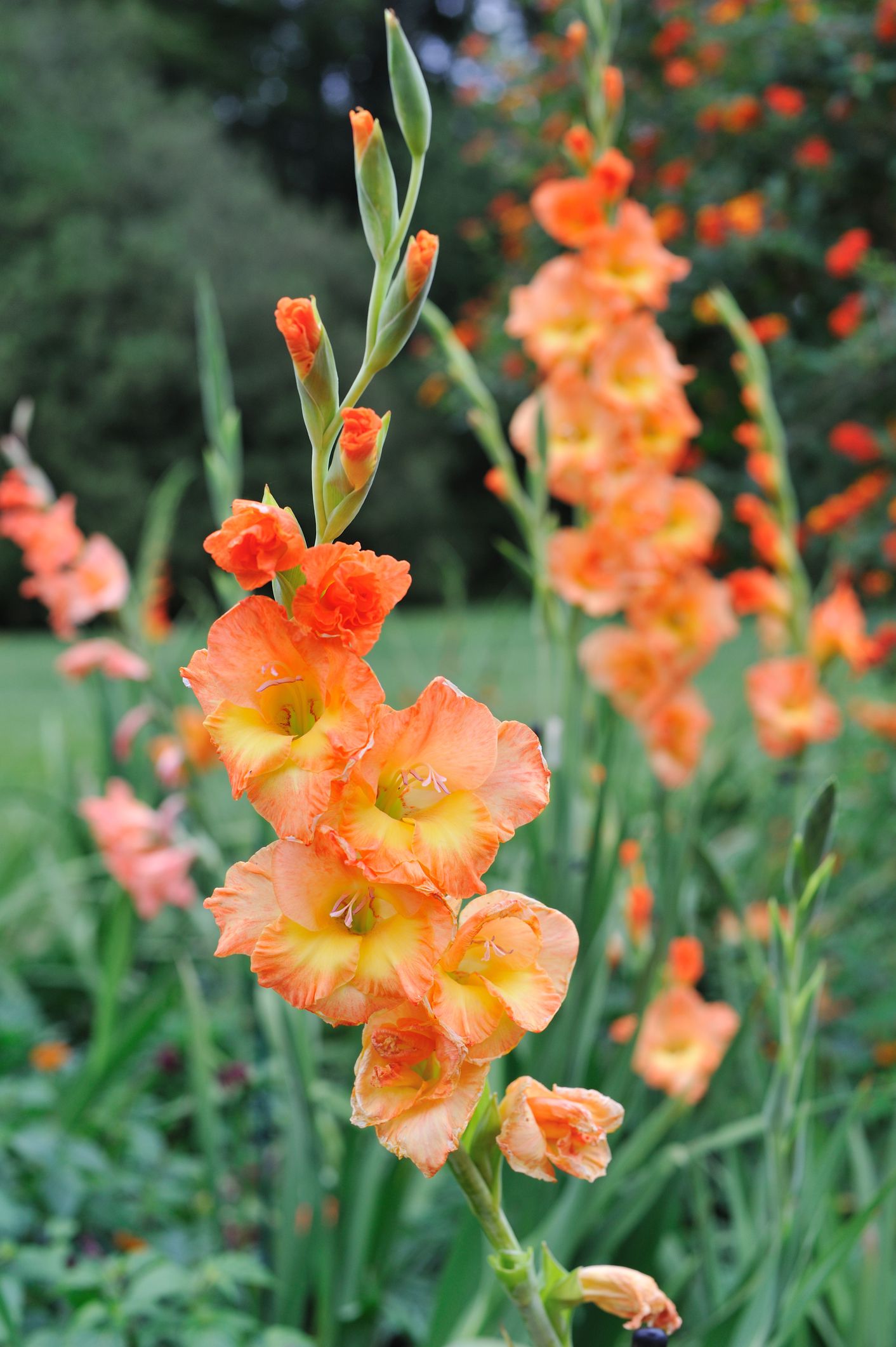 Orange Yellow Gladiolus Seeds for Planting Vibrant Garden Blooms