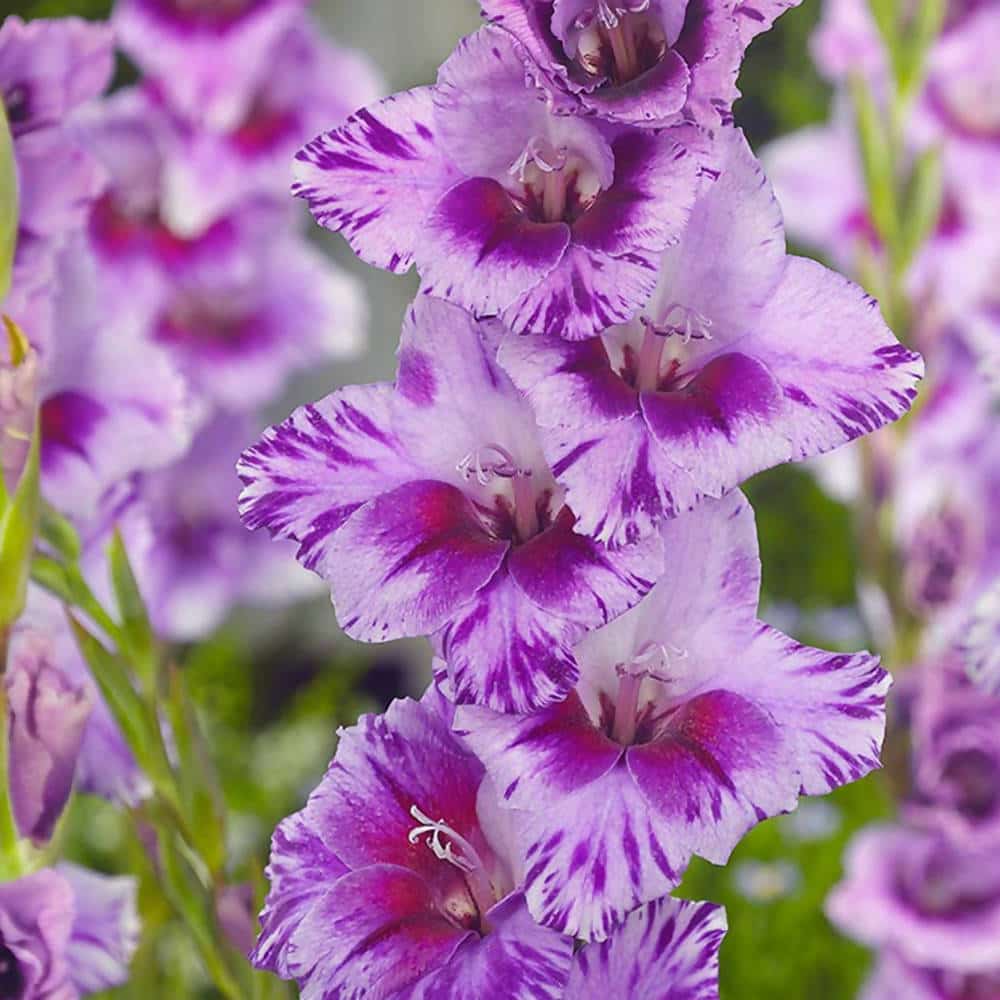 Buy Gladiolus Seeds Online – Tall Elegant Blooms for Bouquets & Pots