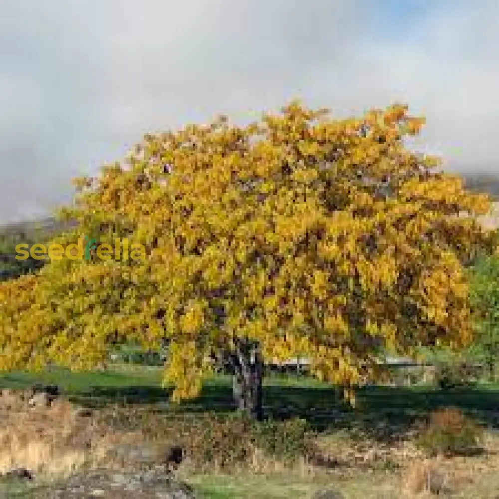 Gleditsia Triacanthos Seeds Vibrant Light Green Tree Planting Plant Seeds