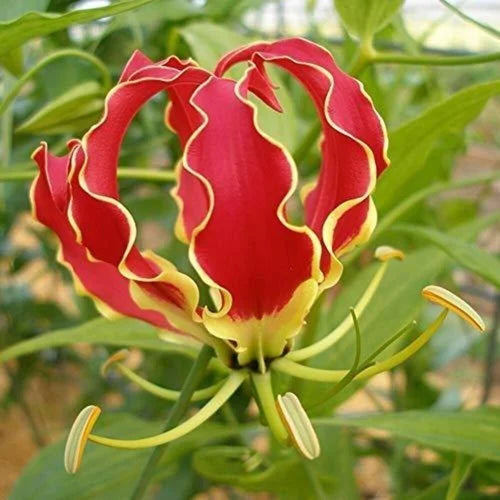 Red Yellow Gloriosa Rothschildiana Flower seeds for Planting - Fragrant Blossoms, Heirloom & GMO Free Seeds for Home Garden
