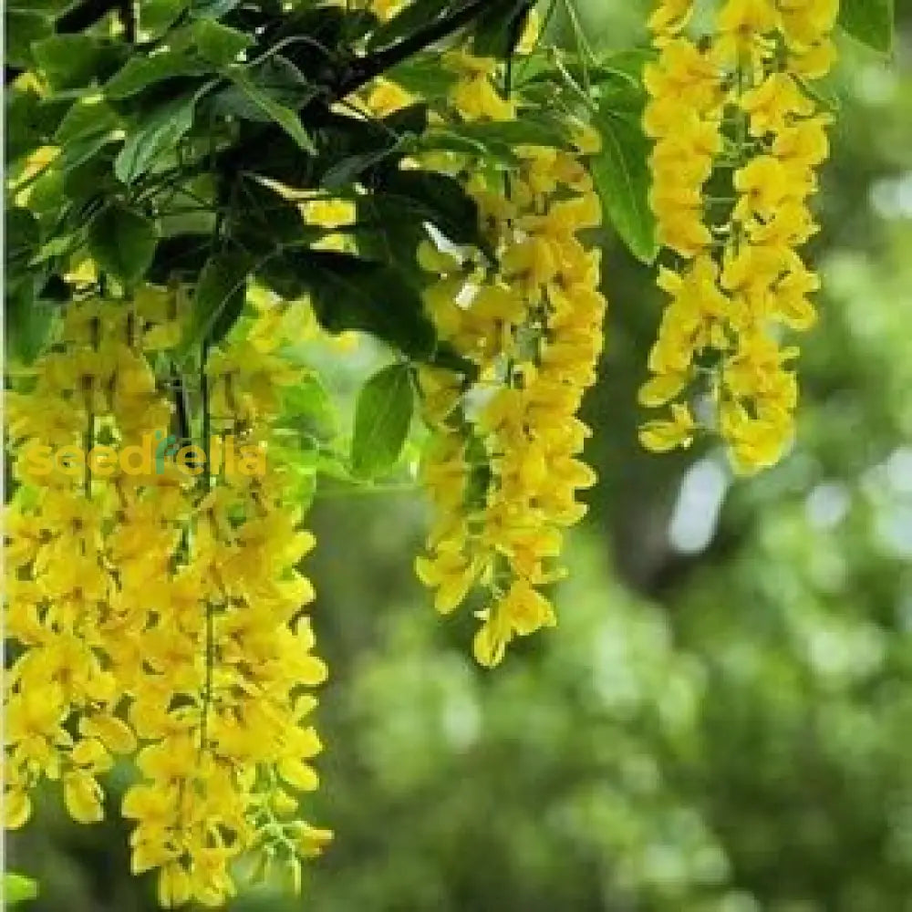 Golden Chain Flower Seeds For Planting Elegant Garden Blooms