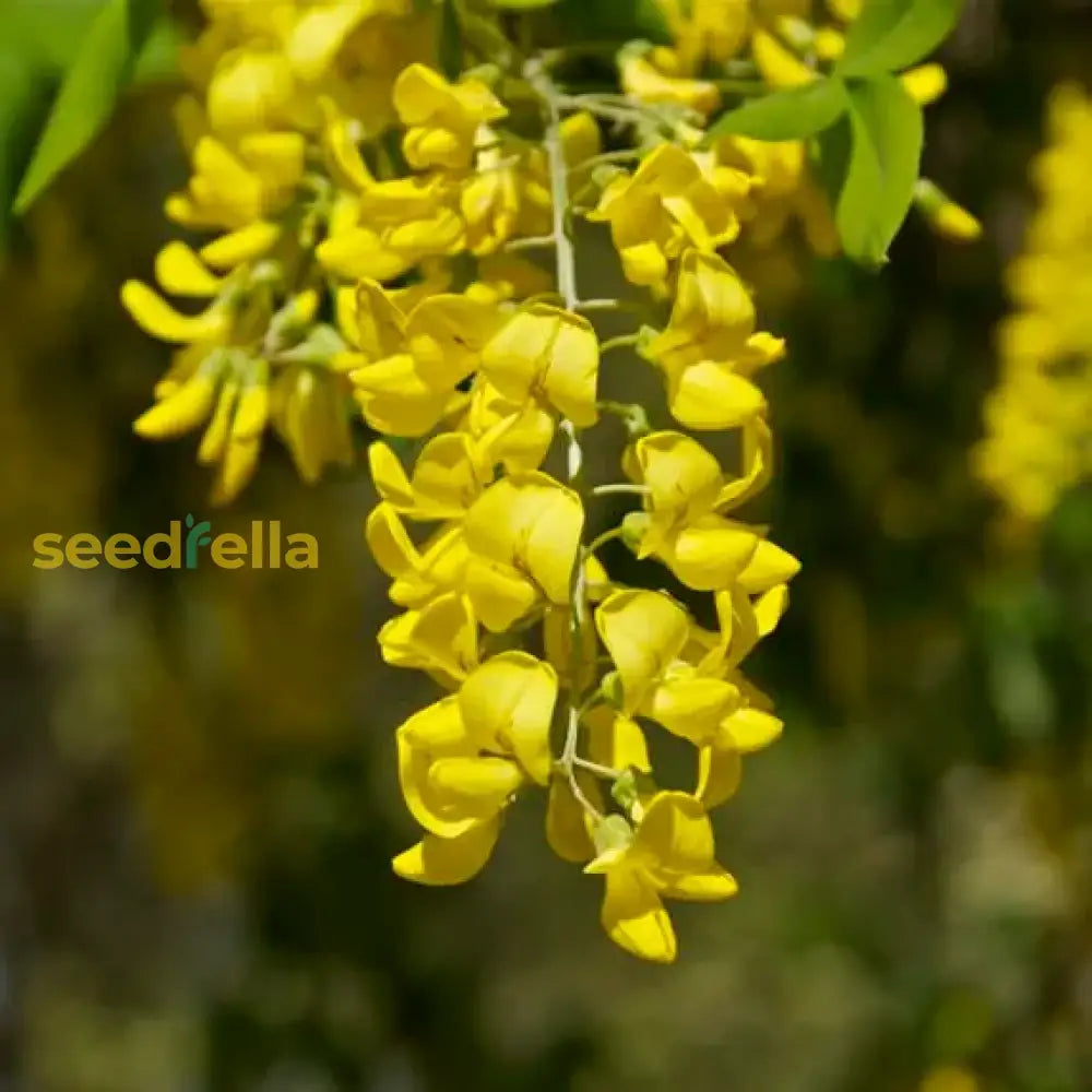 Golden Chain Flower Seeds For Planting Elegant Garden Blooms