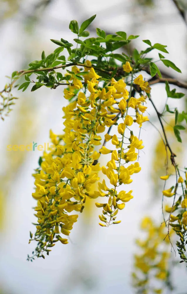 Golden Chain Flower Seeds For Planting Elegant Garden Blooms