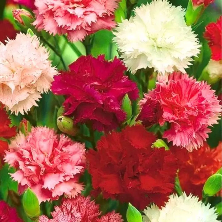 Deep Red Carnation Flower seeds for Planting - Premium Quality, Heirloom & GMO Free Seeds for Home Garden