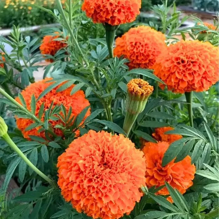 Dark Orange Marigold Flower Seeds for Planting Cottage Garden Essential Heirloom & GMO Free Seeds for Home Garden
Sale