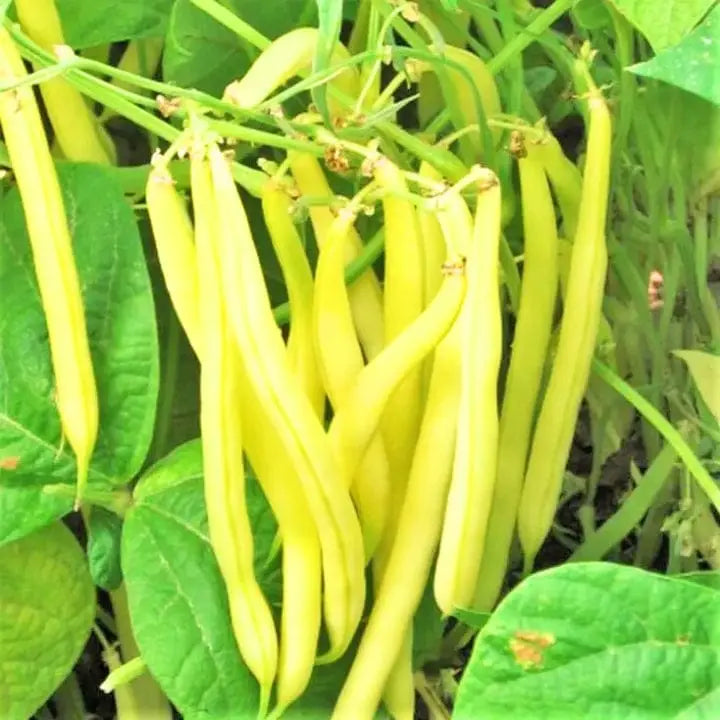 Brown Bean Seeds for Planting High Yield Vegetable Seeds
