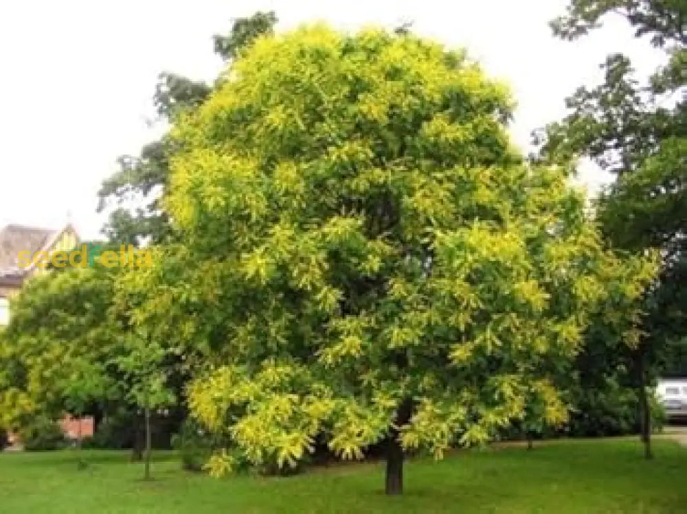 Golden Koelreuteria Tree Seeds For Planting Guide & Tips Plant Seeds