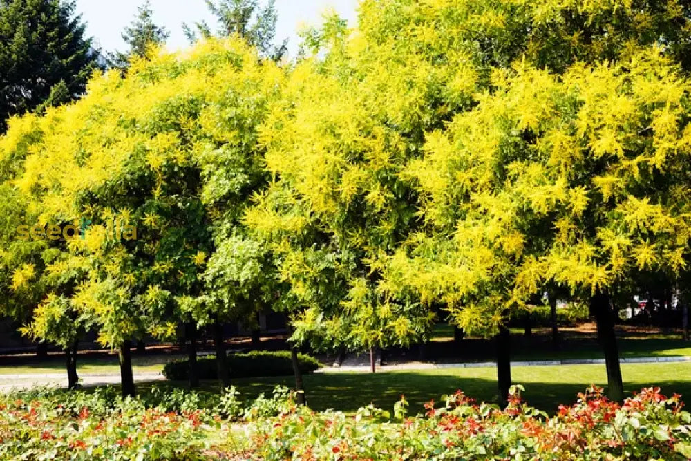 Golden Koelreuteria Tree Seeds For Planting Guide & Tips Plant Seeds