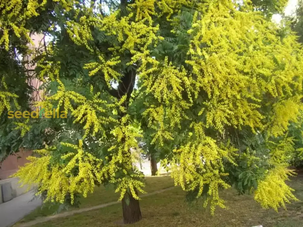 Golden Koelreuteria Tree Seeds For Planting Guide & Tips Plant Seeds