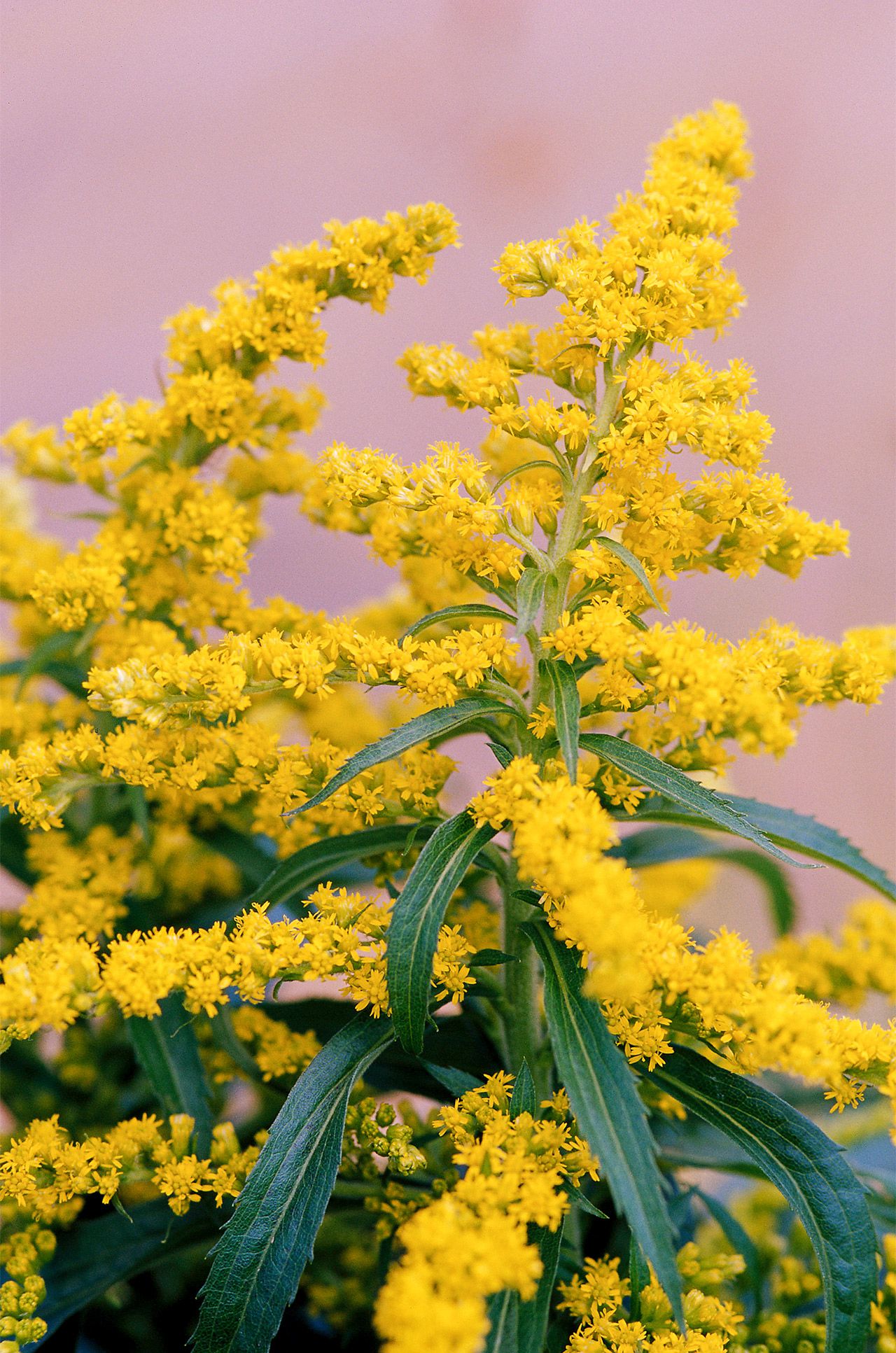 Yellow Solidago Plant Seeds Planting Bright Flower