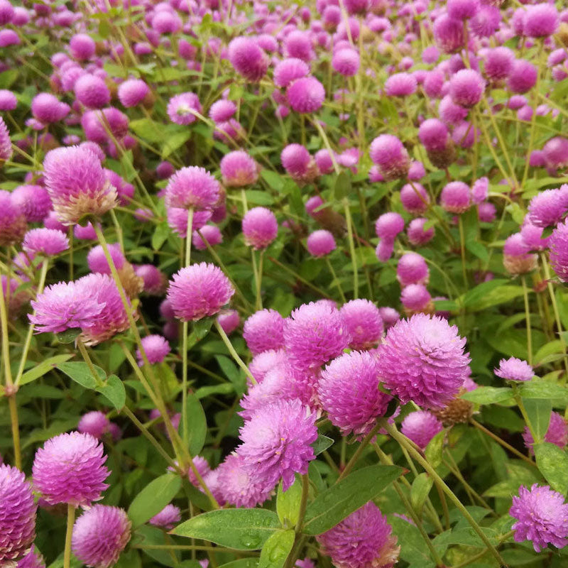 Buy Gomphrena (Globe Amaranth) Seeds Online – Bright Dried Flower Variety