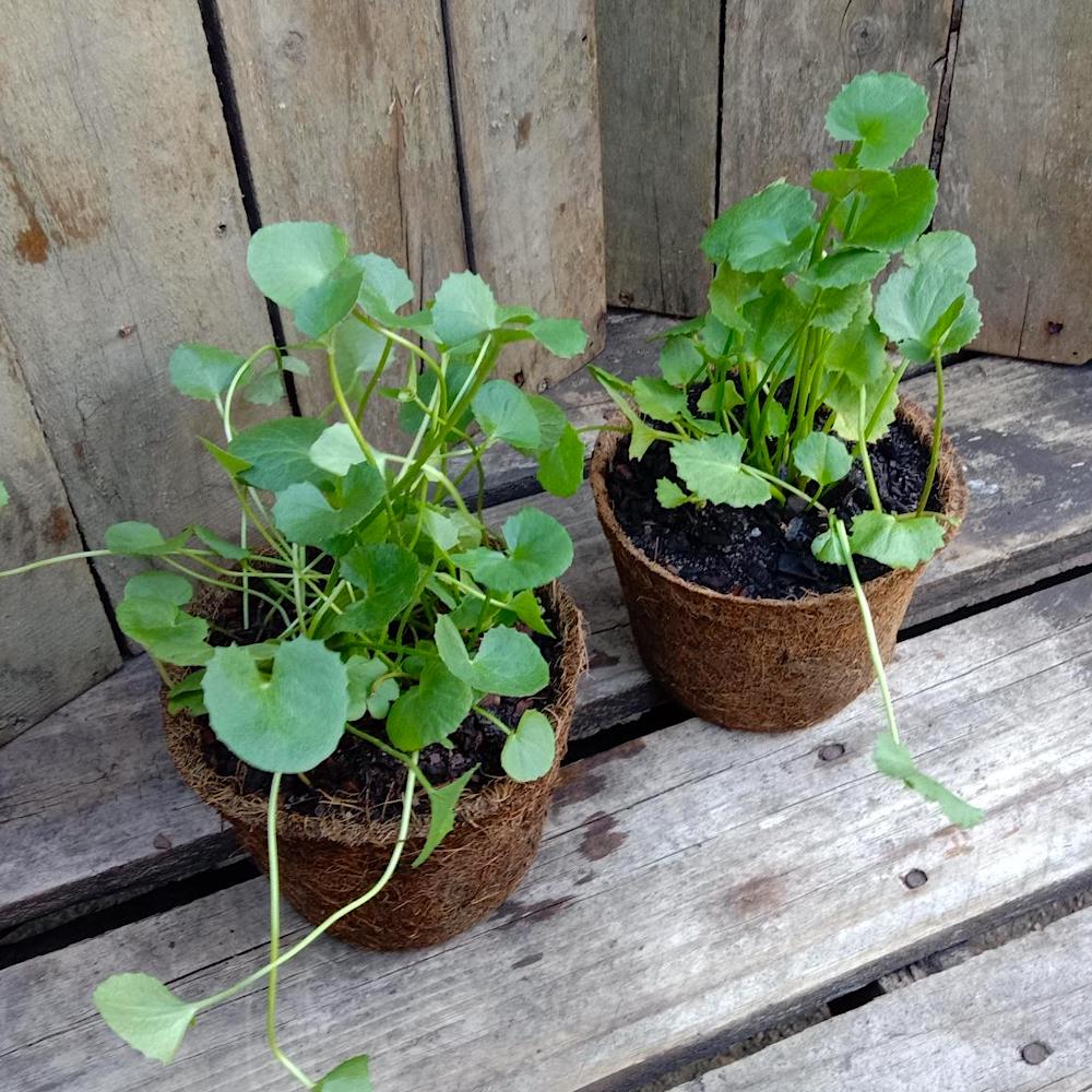 1 paquet 20 Gotu kola Seeds High Rate Germination Haute Germination 1 paquet 20 Gotu kola Seeds High Rate Germination Haute Germination
