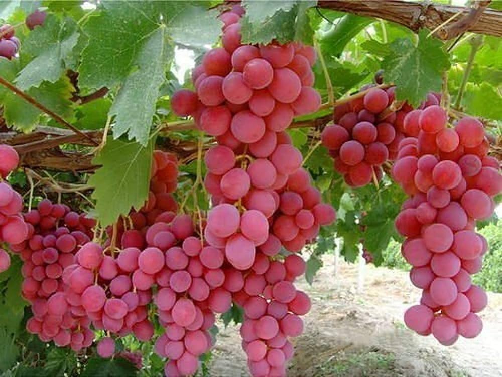 Mixed seedless grapevine growing on trellis