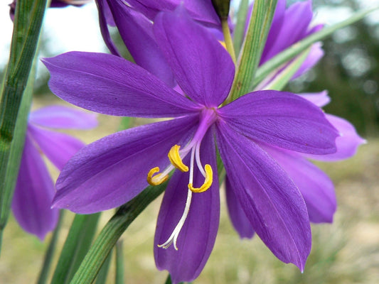 Packet of Grasswidow Purple-Eyed Grass reddish-purple flower seeds