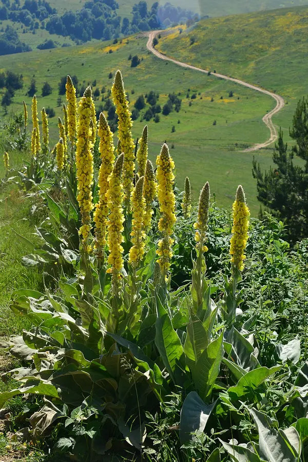 Yellow Woolly Mullein Flower seeds for Planting - Compact Growth, Heirloom & GMO Free Seeds for Home Garden