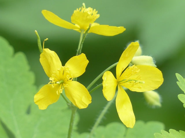 Yellow Chelidonium Flower seeds for Planting - Shade Tolerant, Heirloom & GMO Free Seeds for Home Garden