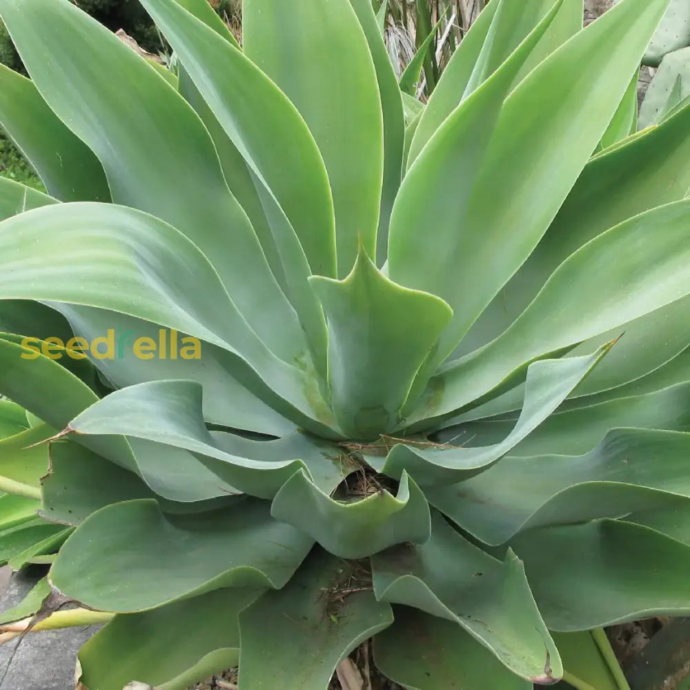 Green Agave Attenuata Seeds For Easy Planting Plant Seeds