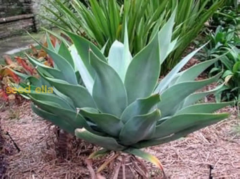 Green Agave Attenuata Seeds For Easy Planting Plant Seeds