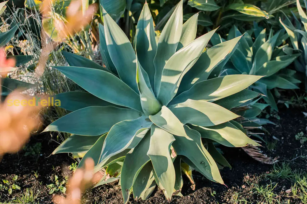 Green Agave Attenuata Seeds For Easy Planting Plant Seeds
