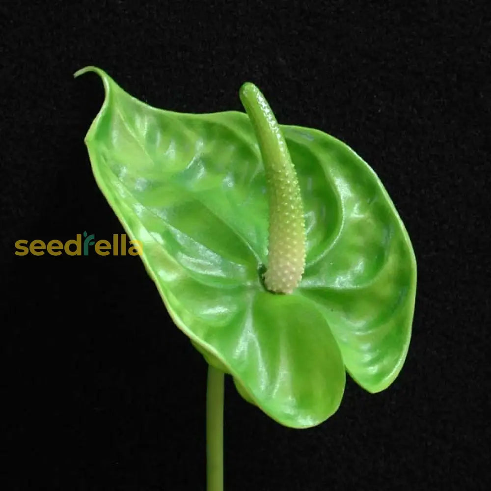 Green Anthurium Seeds Perfect For Easy Indoor Planting Plant Seeds