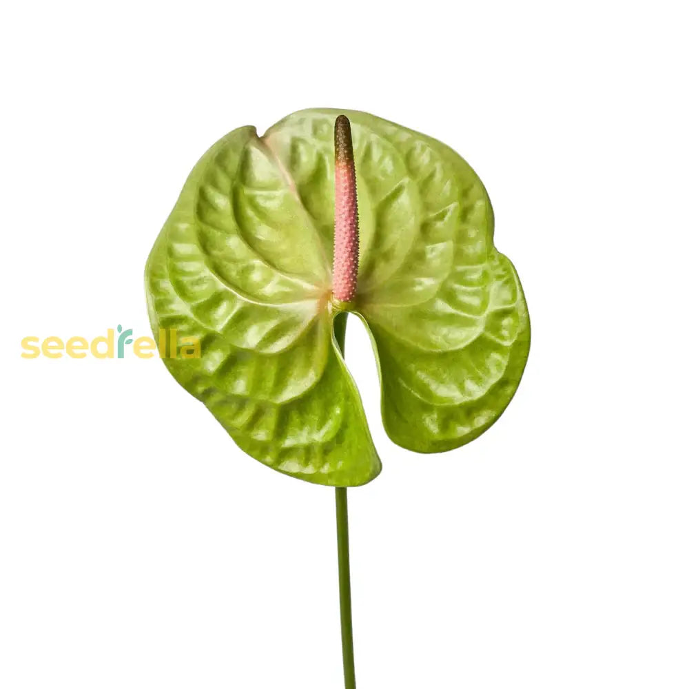 Green Anthurium Seeds Perfect For Easy Indoor Planting Plant Seeds