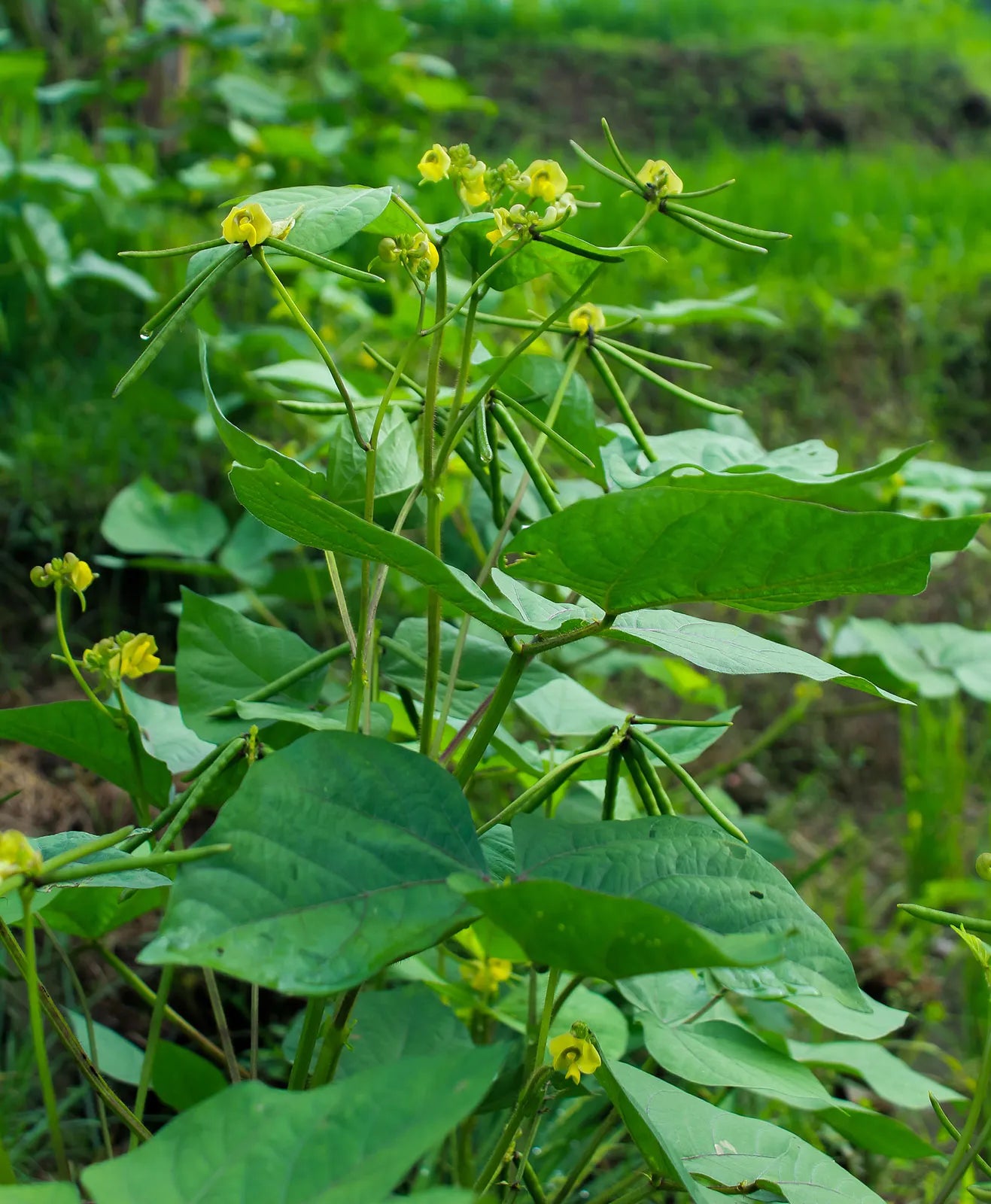 Green Mung Bean Seeds for Vegetable Gardening