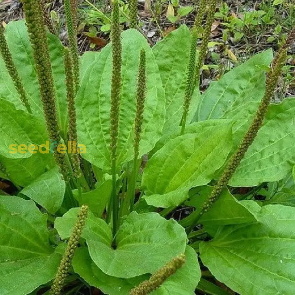 Green Broadleaf Seeds For Planting Premium Quality